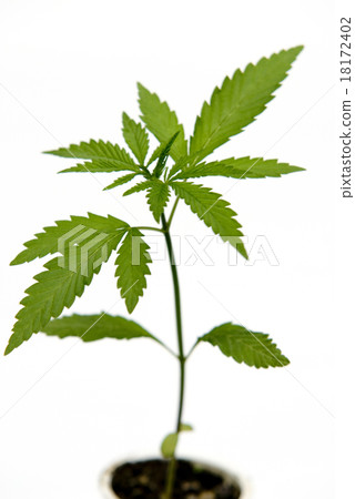 marijuana marijuana 18172402