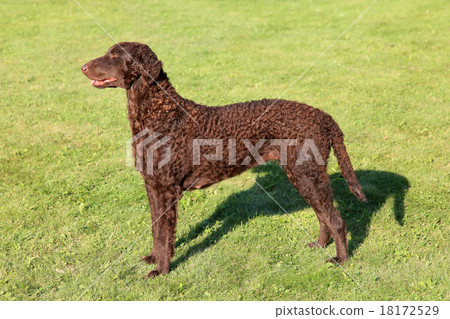 Typical Curly Coated Retriever on a green grass 18172529
