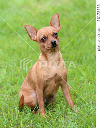 Typical Prague Rat Hunter in the garden 18172533