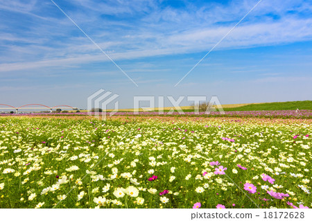 Cosmos Cosmos 18172628