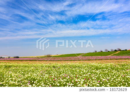 Cosmos Cosmos 18172629