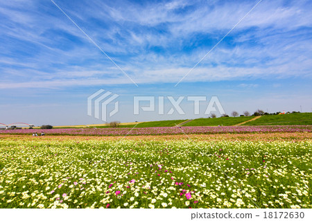 Cosmos 18172630