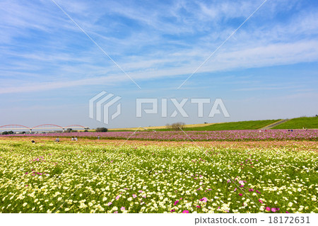 Cosmos Cosmos 18172631