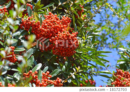 Pyracantha fruit Pyracantha fruit 18172703