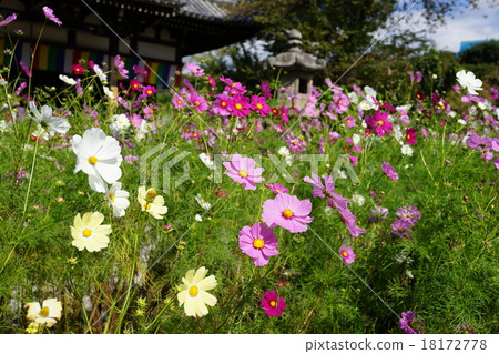Cosmos Temple Nagakuji 18172778