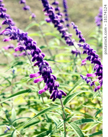  墨西哥聖人 18174124