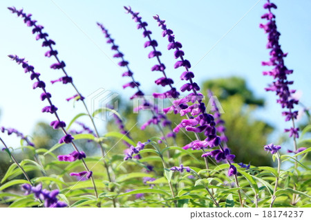 Mexican sage shining in the blue sky Mexican sage shining in the blue sky 18174237