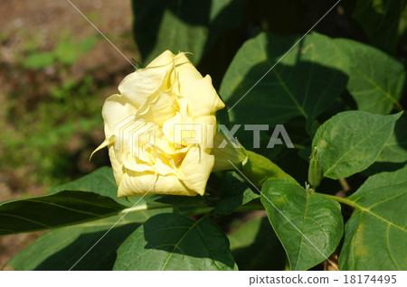 Morning glory Morning glory 18174495