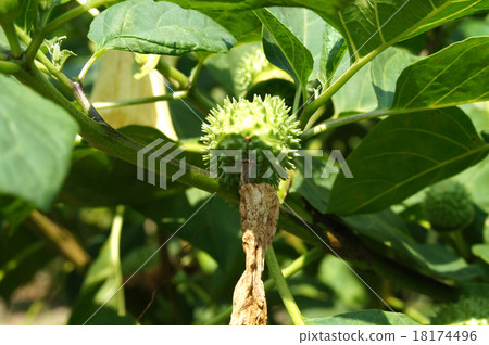 Morning glory Morning glory 18174496