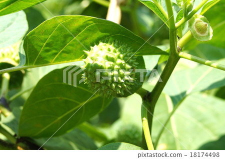 Morning glory Morning glory 18174498