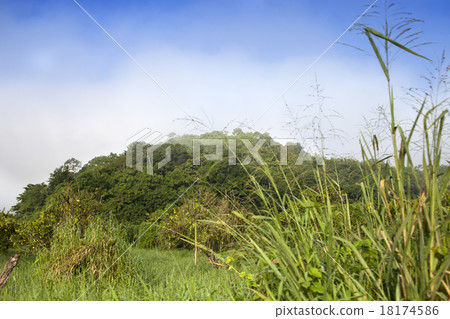 Jamaica. Tropical nature Jamaica. Tropical nature 18174586