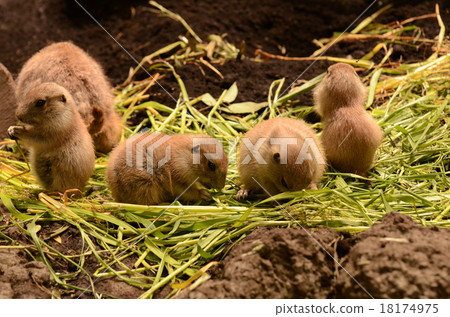 Black-tailed prairie dog 18174975