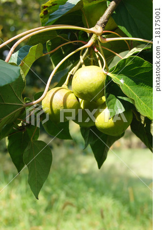 Sinnabraragiri 18175001