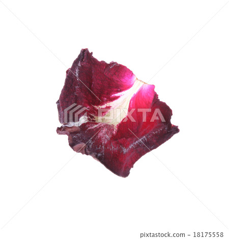 petal rose flower isolated on white background petal rose flower isolated on white background 18175558