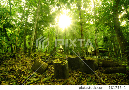 beautiful forest in the morning with sun flare beautiful forest in the morning with sun flare 18175841