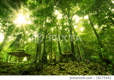 beautiful forest in the morning with sun flare beautiful forest in the morning with sun flare 18175842