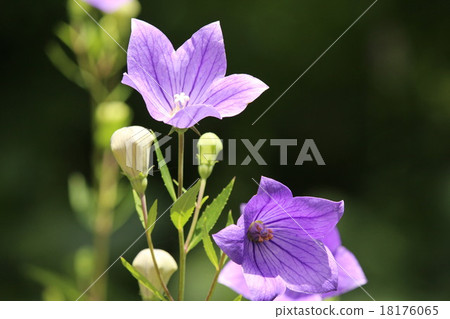 赤城自然公園的飛貓 18176065