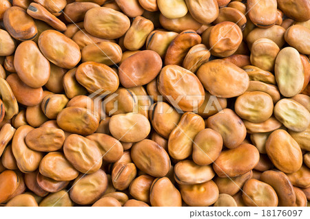 dried broad beans dried broad beans 18176097