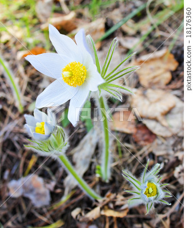 White snowdrop White snowdrop 18176360