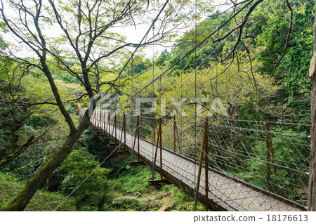 懸索自然公園的懸索橋 懸索自然公園的懸索橋 18176613