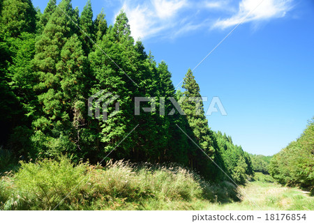Forest coniferous forest 18176854