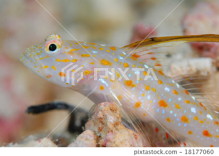 Hatatate shinobi goby 18177060