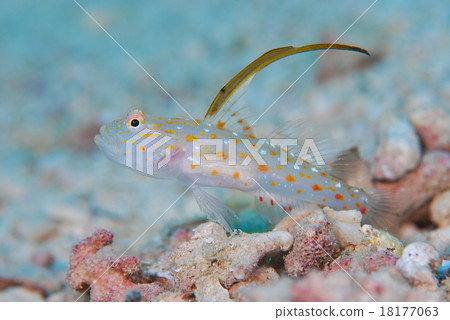 Hatatate shinobi goby 18177063