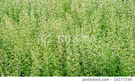 Green plant and white flowers field and meadow 18177299