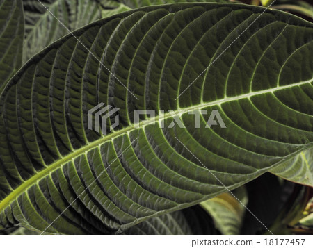 leaf  18177457