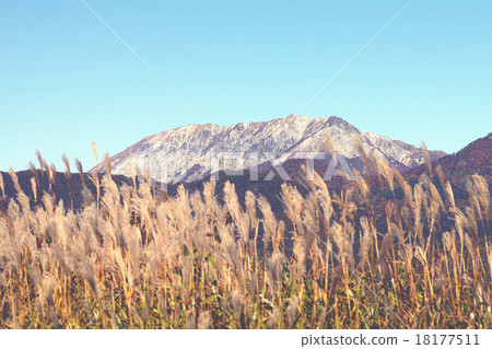 Oyama south wall and Suki 18177511