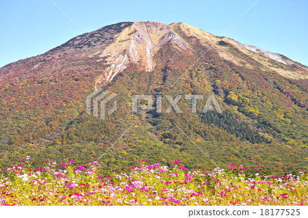 Daisen Kohoura Cosmos Daisen Kohoura Cosmos 18177525