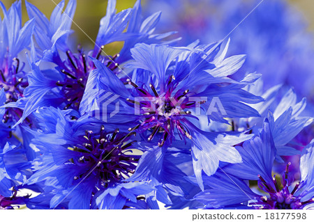 cornflower   18177598