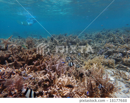浮潛 浮潛 18177688