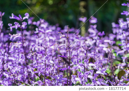 Mona lavender 18177714