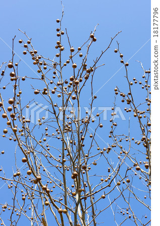 A handkerchief tree nut 18177796