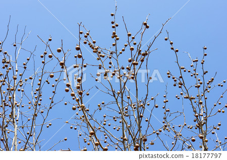 手帕樹堅果 18177797