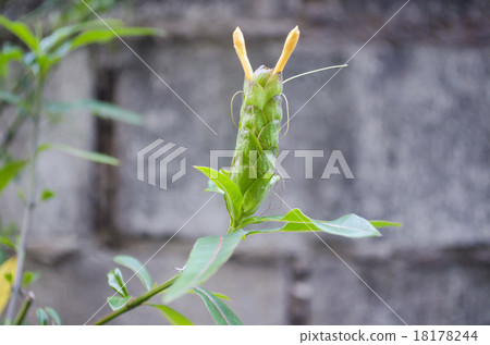 Barleria lupulina Lindl Flower Barleria lupulina Lindl Flower 18178244