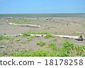 Driftwood 18178258