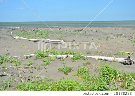 Driftwood Driftwood 18178258