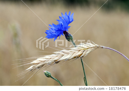 cornflower cornflower 18178476