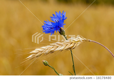 mature wheat mature wheat 18178480