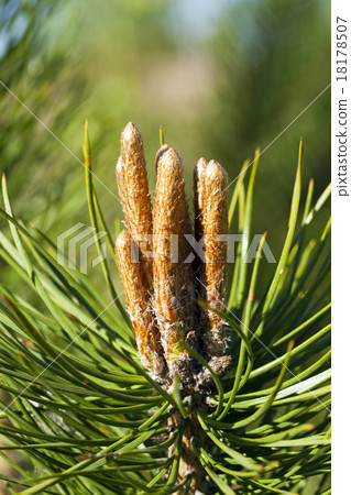 fir-tree sprouts    18178507