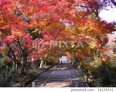 京都Bishamondo秋葉 18178533
