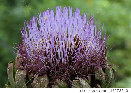 Thistle thistle 18178540