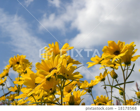 Blue Sky and White Clouds and Willow Bam Sunflower Yellow Flower 18178568