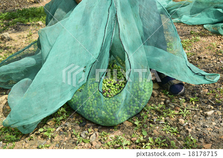 harvesting olives in Spain harvesting olives in Spain 18178715