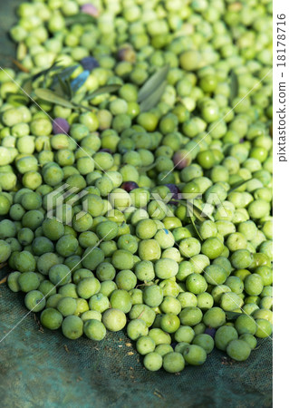 harvesting olives in Spain 18178716