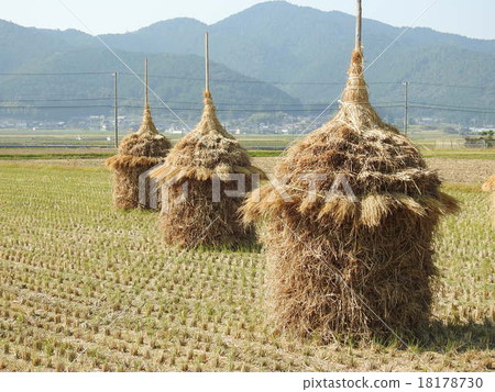 三個Wallagro 18178730