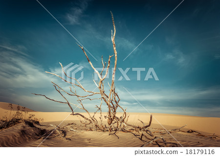 Desert landscape with dead plants in sand dunes Desert landscape with dead plants in sand dunes 18179116