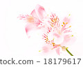 Alstroemeria 18179617